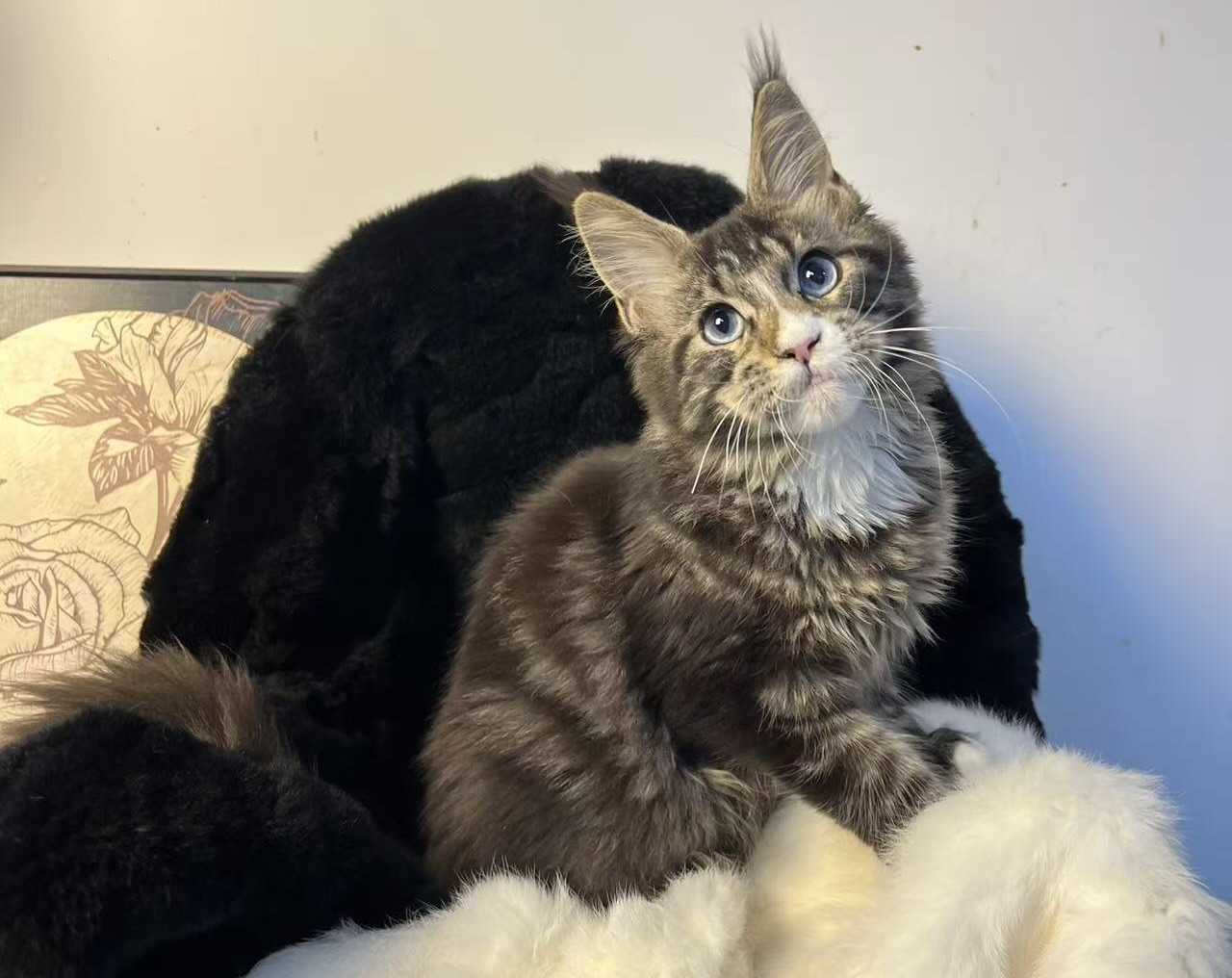 Zong Hujiabai: The Rise of Ji Xing Cattery’s First Blue-Eyed Stud Male